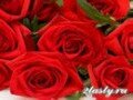 Фото Цветки, бутоны и лепестки роз для украшения блюд